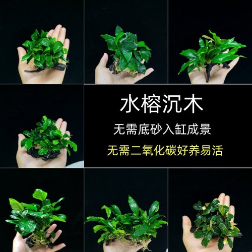 迷你水榕沉木懒人鱼缸水草