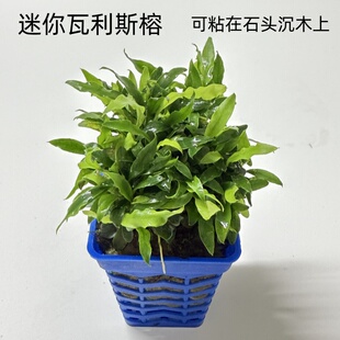 迷你瓦利斯榕鱼缸石头沉木造景阴性水草植物懒人淡水好养活真草