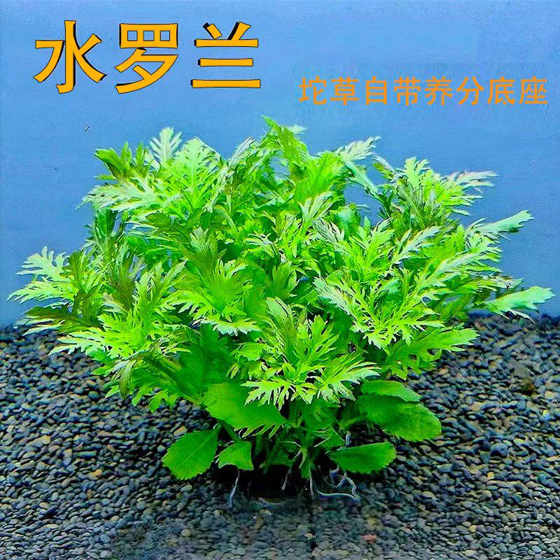 水罗兰坨草鱼缸造景阴性水草植物新手懒人净水增氧后景好养活真草