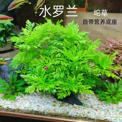 水罗兰坨草鱼缸造景净水增氧