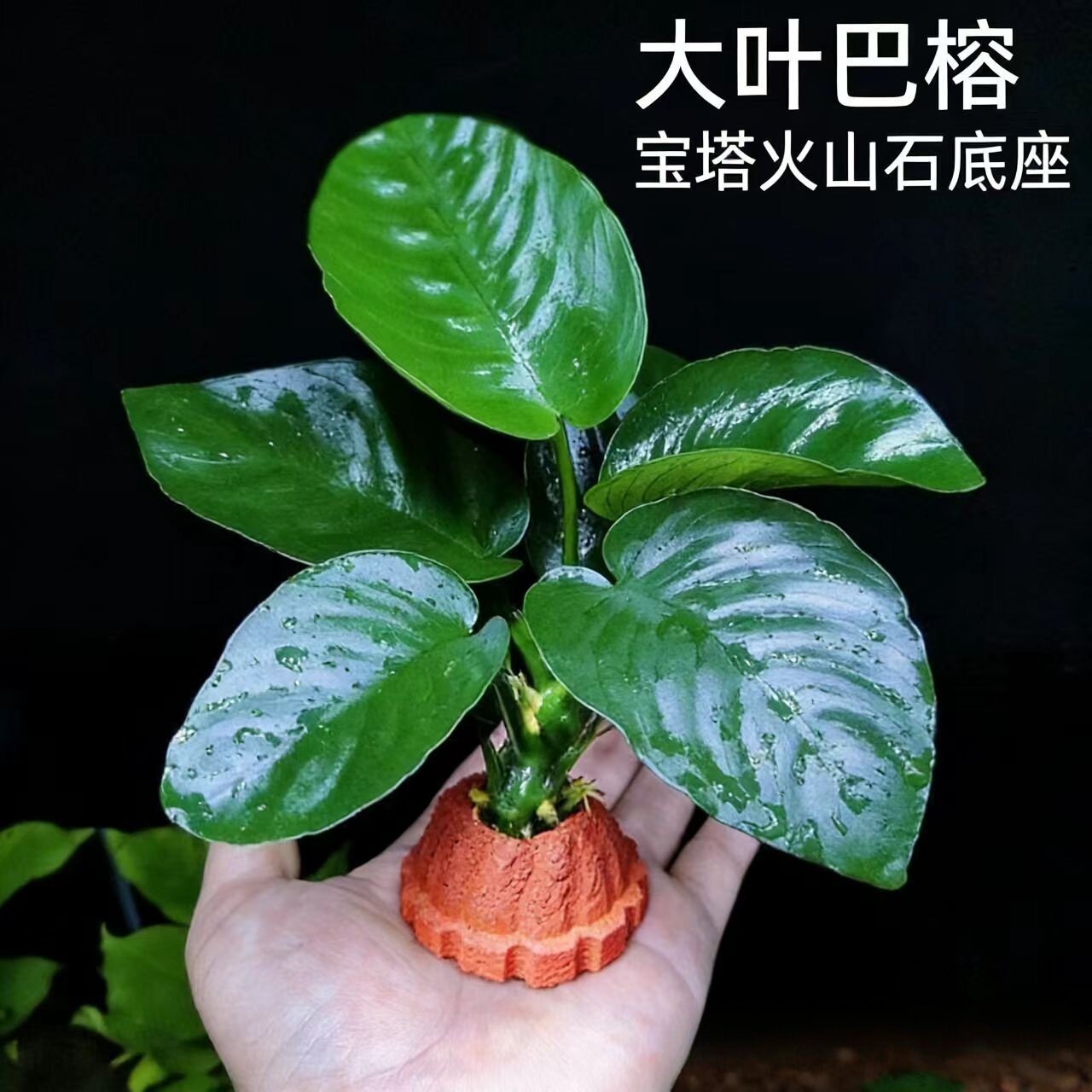 大叶巴榕新手懒人好养活阴性草水草造景水培植物