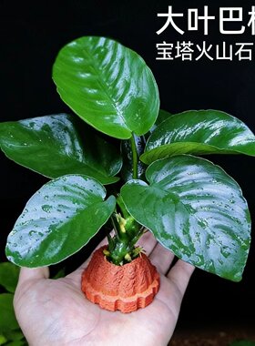 大叶巴榕新手懒人好养活阴性草水草造景水培植物
