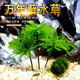 万年藓水草植物真草苔藓生态瓶雨淋缸溪流缸造景