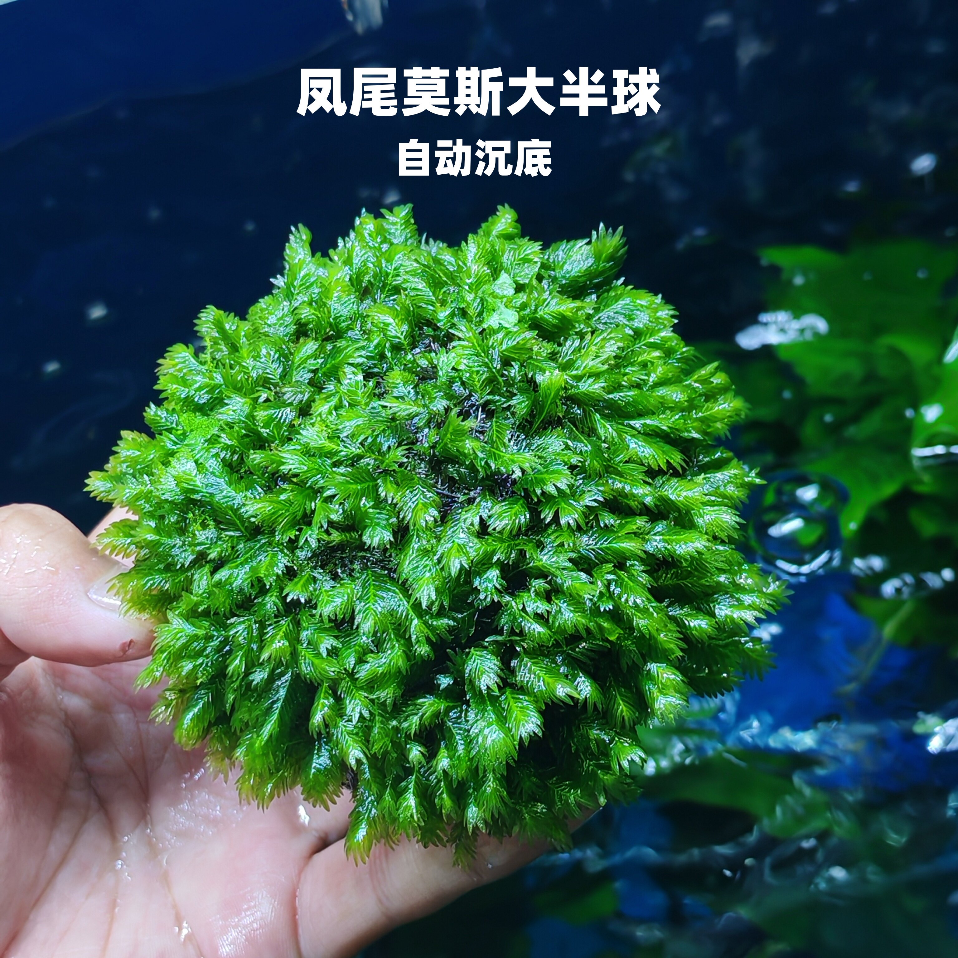 凤尾莫斯半球鱼缸溪流缸水族箱造景装饰阴性活体净化水质好养水草,宠物/宠物食品及用品,水草,淘宝优惠券,粉丝福利购,淘宝优惠卷