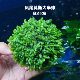 凤尾莫斯半球鱼缸溪流缸水族箱造景装饰阴性活体净化水质好养水草