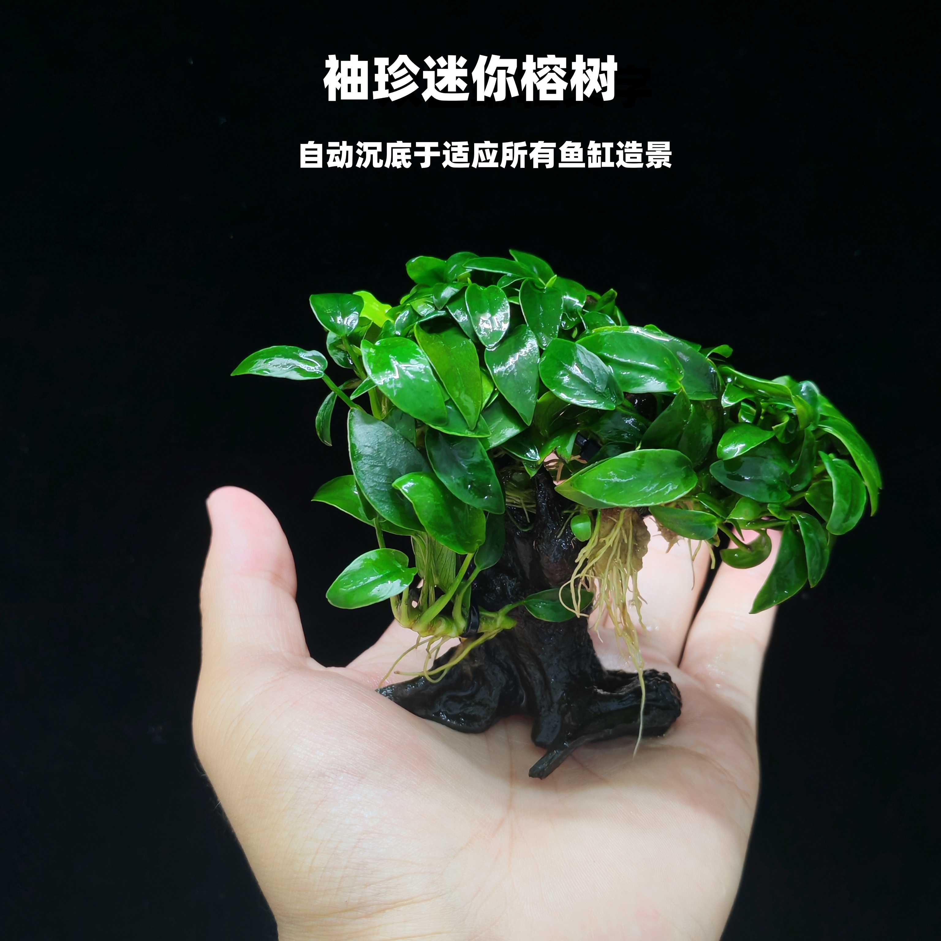 迷你水榕树新手真水草鱼缸造景阴性好养水草植物