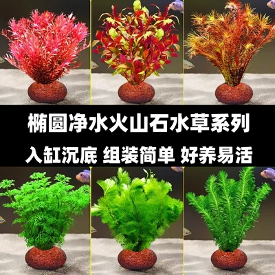 火山石阴性草鱼缸草缸造景活体谈水植物懒新手人水培净化水质水草