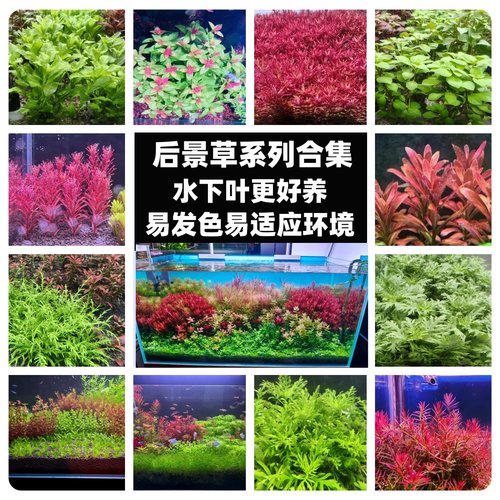 中后景阴性阳性水草鱼缸草缸造景水培植物新手好养活