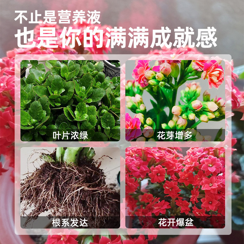 速发长寿花专用肥营养液花肥料盆栽绿植花卉通用型促开花家用养花