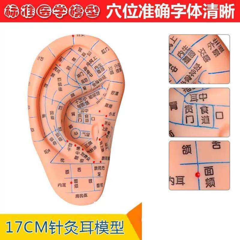 速发厂家山手松经络顶模耳按摩模型脚部足部反射区足型按摩针灸艾