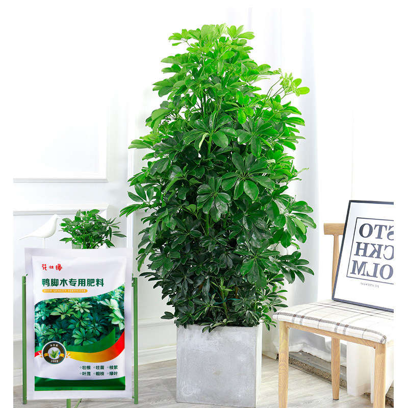 速发鸭脚木专用肥料家用盆栽招财树八方来财鹅掌柴植物有机颗粒营