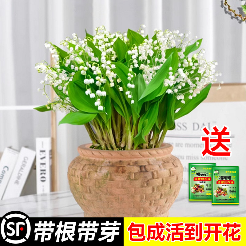 速发铃兰开苗盆栽带根带芽种内浓香型花卉室球客厅植物多年生四季