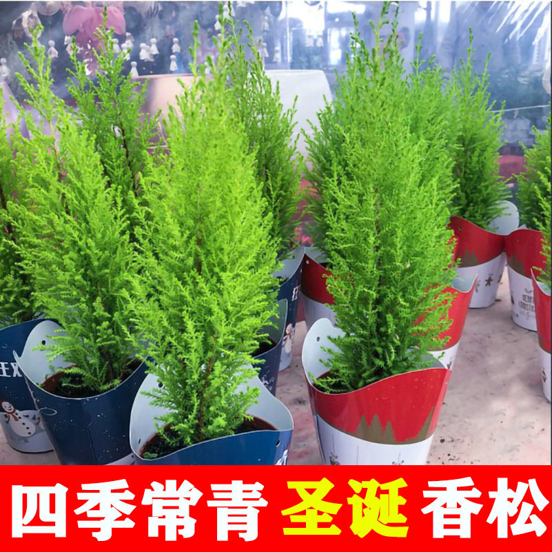 速发香松圣香树盆台风香冠柏室内外办公桌面栽自带诞味耐寒花卉易