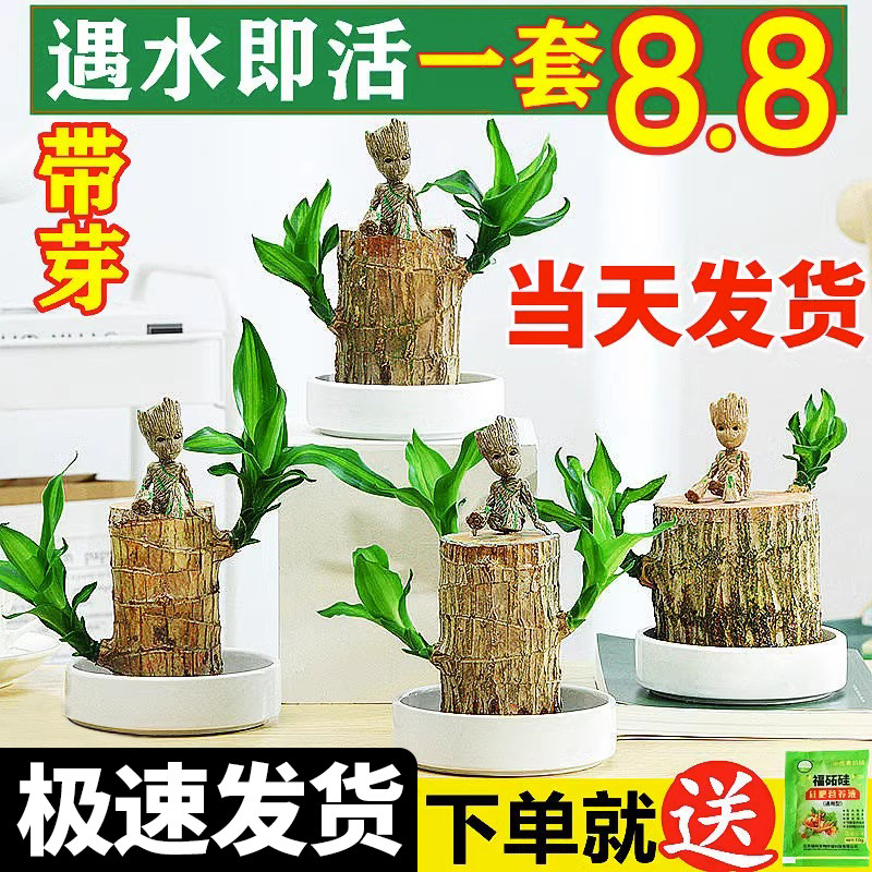 速发木幸运木开花带芽水人盆栽绿植植培水物格鲁特小树养摆件