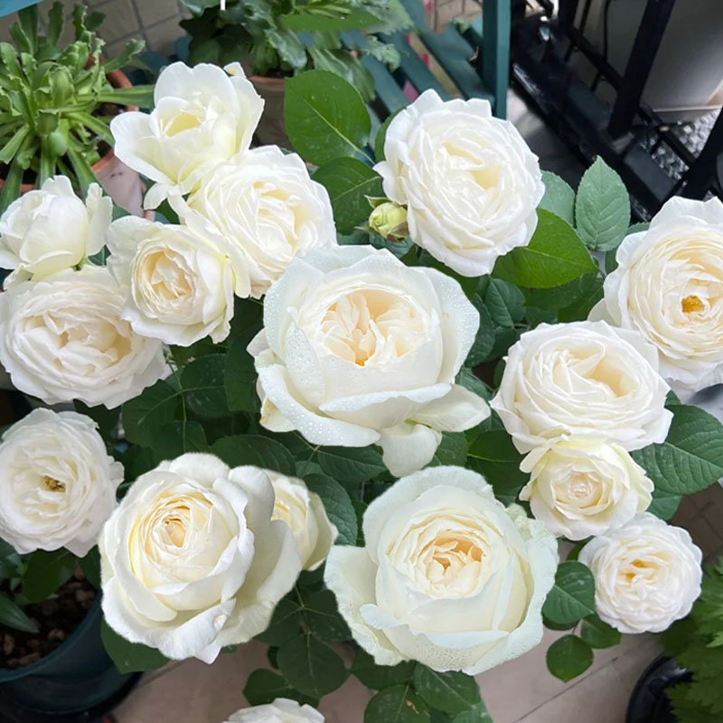 速发伊芙婚礼栽路月季大苗果汁台白玫瑰花苗盆之四季开花物植卉浓