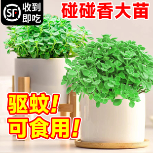 速发一多香碰碰香盆栽绿植室内驱老抹肉植物办公室桌面小盆栽蚊桩