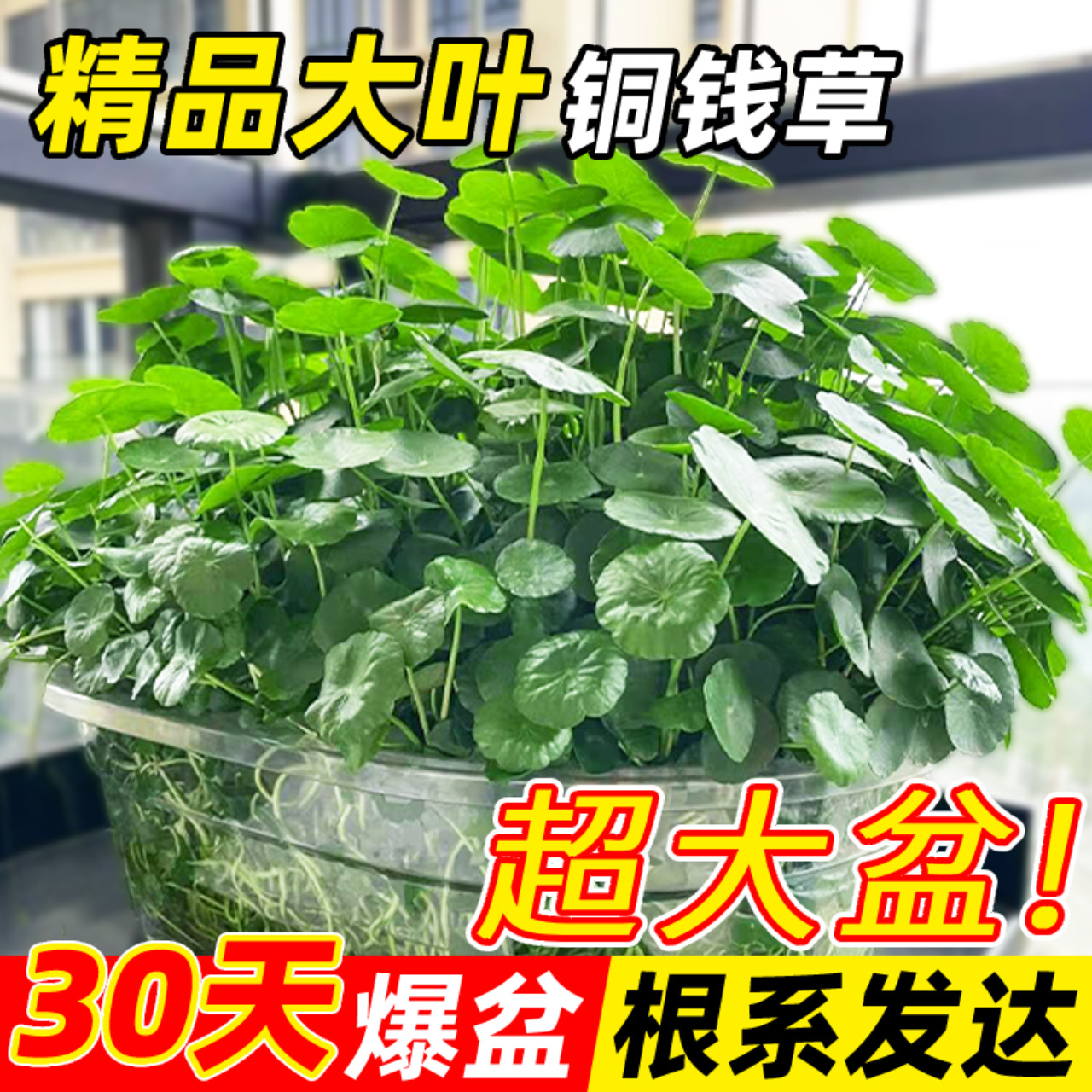 速发精品大叶铜钱草水培植物室内好养活易水养金钱盆客厅旺宅绿植