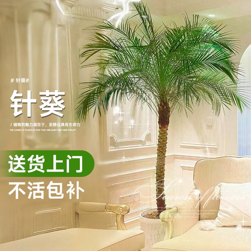 速发针葵树盆栽大型绿植客厅办公室内落地盆景棕桐奢子轻椰大植物