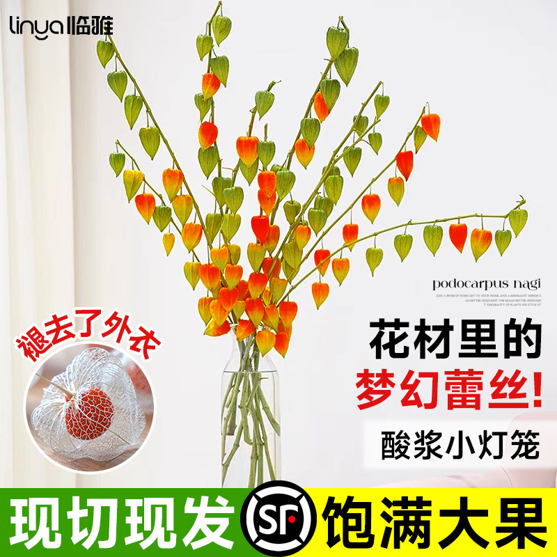 速发酸浆果鲜切花材灯笼果干花卉家用插花室内水培绿植物直南基地