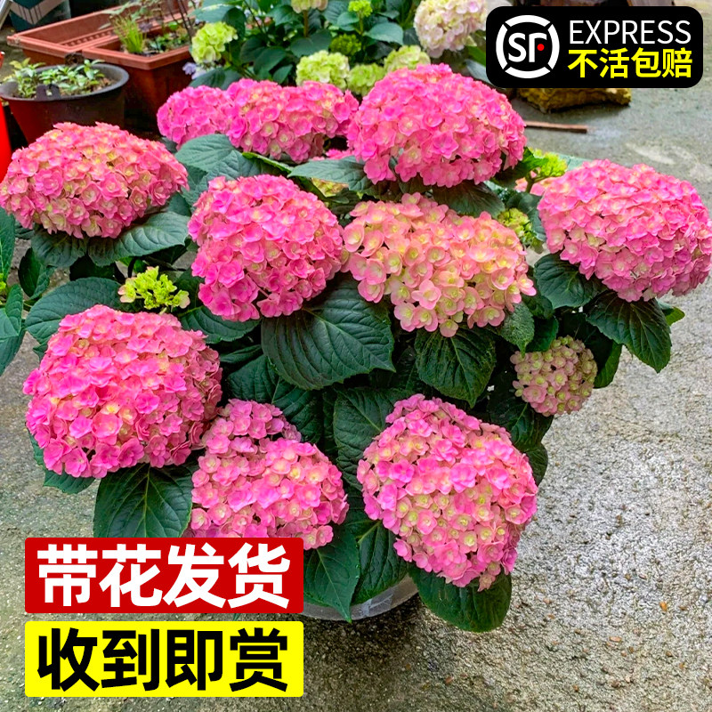 好货太阳神殿绣球花盆栽带花大苗花卉室内阳台植物庭院耐晒老桩四