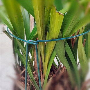 植物固定支架石斛绣球大花芙蓉葵龟背竹支撑杆鹤望兰防倒伏花架