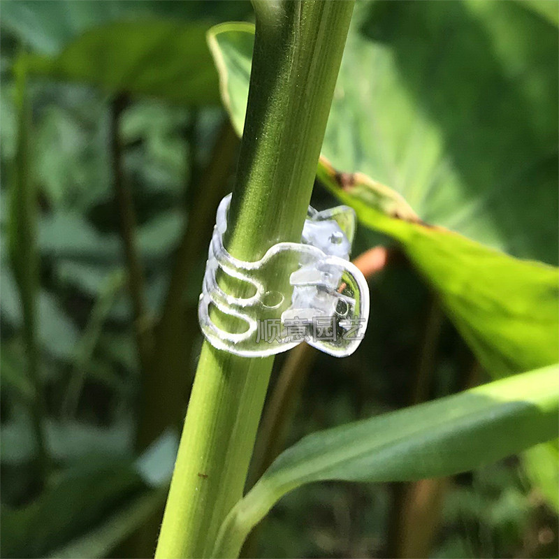 好货植物固定夹包邮透明六爪夹子蝴蝶兰花卉植物枝杆造型固定夹子