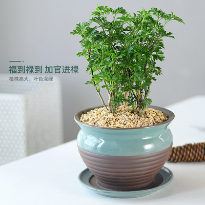 羽叶福禄桐盆栽客厅植物树桩四季常青室内绿植花卉发财树净化空气