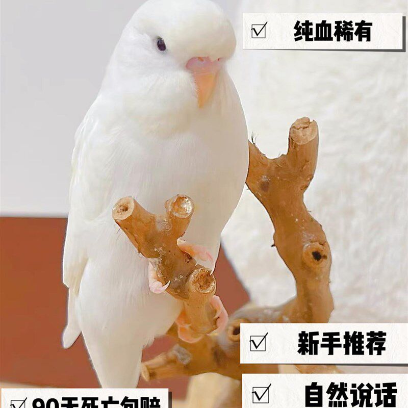 极速大头虎皮鹦鹉活鸟体幼的活体活物鹦鹉手养牡丹观赏会说话宠物