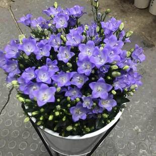 梦露丹麦风铃草盆栽阳台四季开蓝色植物懒人花梦露易爆盆娇小可爱