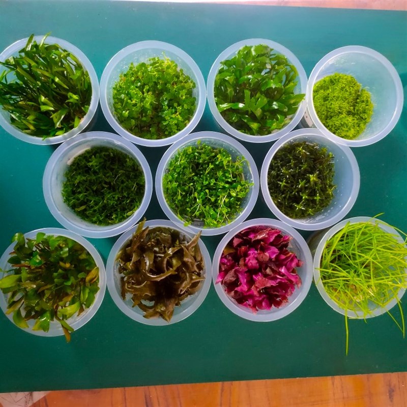 鱼缸水草造景套餐植物无菌杯增氧真水草趴地迷你矮珍珠草水榕活体