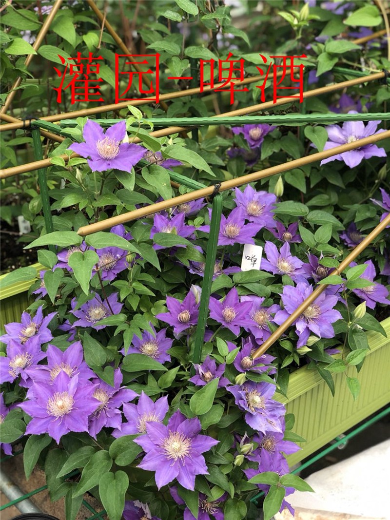 灌园铁线莲 大道铁 铁线莲 4颗包邮2颗起发