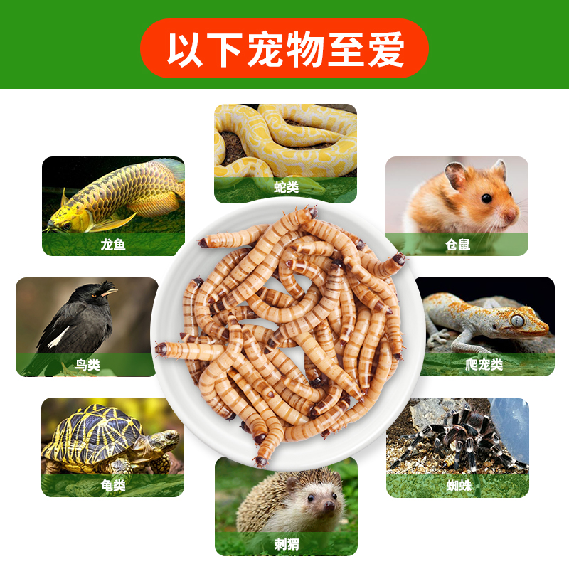大麦虫活虫面包虫鲜活黄粉虫活体500g喂鱼虫子活虫鸟食守宫词料