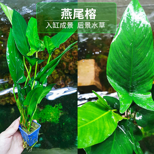 大叶水榕水草燕尾榕沉木鱼缸中后景淡水懒人好养阴性新手四季植物