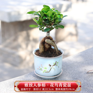 榕树盆栽老桩 地瓜榕树盆景 造型大型苗木室内外庭院小叶榕人参榕