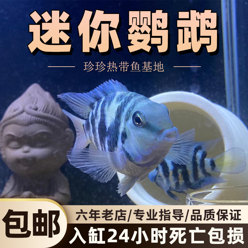 速发迷你鹦鹉鱼鱼新手小型热带观蓝鱼繁赏白金宝殖种鱼三湖慈鲷鱼
