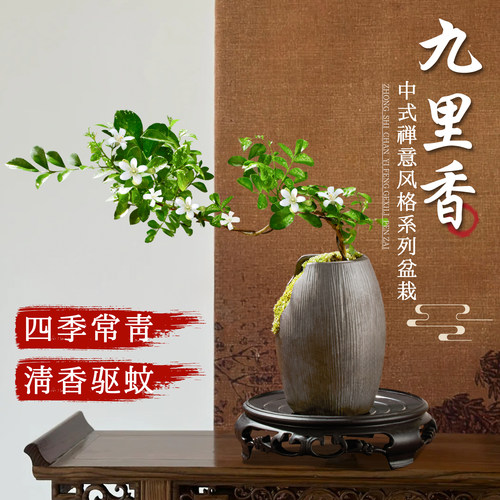 速发九里香盆栽四花开花小叶老桩禅意盆景室内桌面七季香带里苞绿