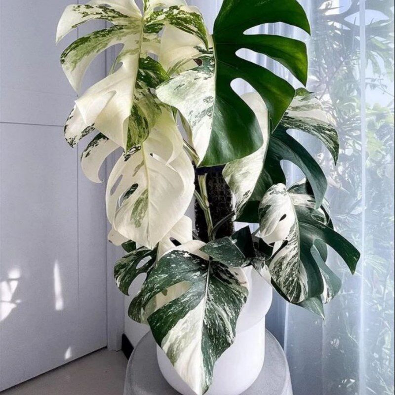 速发白锦龟背竹锦支植物白龟切苗 成品苗一化持 物一拍