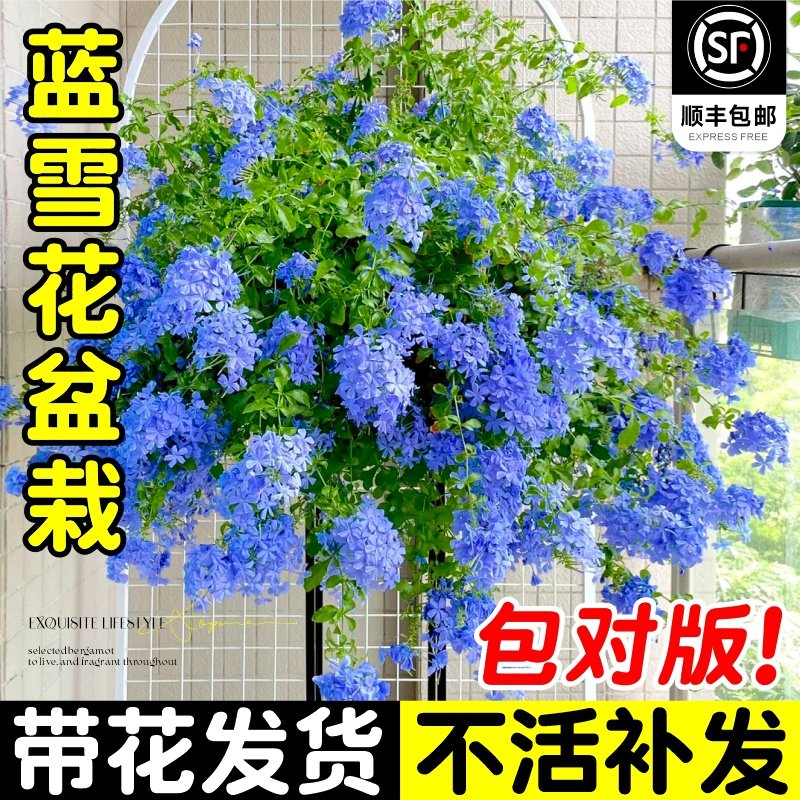 速发蓝雪花棒栽大苗带花苞好棒糖台庭院爬藤四季开花盆养植物天竺
