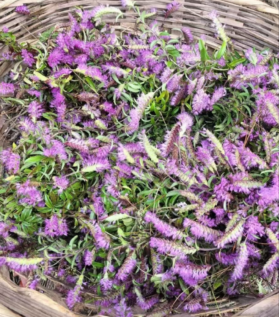 云南小紫苏毛香草曲鼠草毛香粑水萩粑蒿子粑鲜现采鲜干货100g包邮