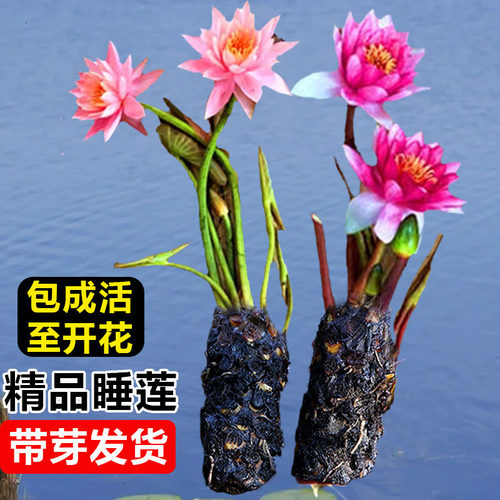 速发睡莲水带植物四季水养荷花水莲花盆栽花卉水池塘大根莲睡块培