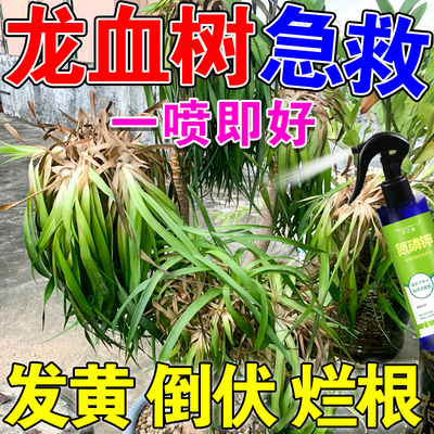 极速龙血树专e用肥料龙须树营养液专用土通用型黄叶干尖根腐病叶