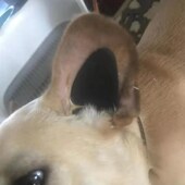 极速小型柯基神器贴n柯立耳狗狗基狗柴犬器 矫正立耳立耳法斗耳珠