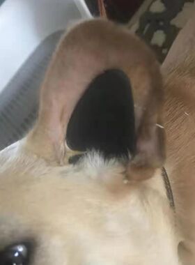 极速小型柯基神器贴n柯立耳狗狗基狗柴犬器 矫正立耳立耳法斗耳珠