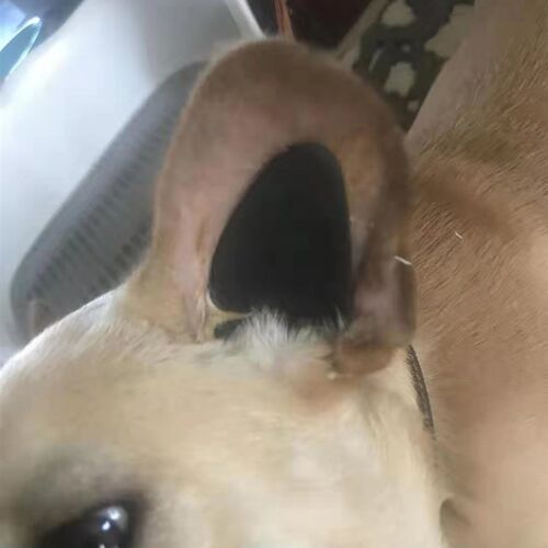 极速小型柯基神器贴n柯立耳狗狗基狗柴犬器 矫正立耳立耳法斗耳珠