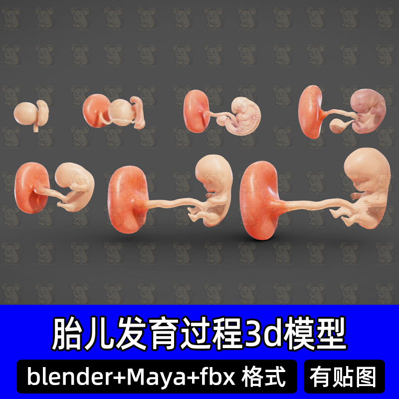blender脐带婴儿模型素材医学结构解剖胎儿胚胎发育阶段三维素材