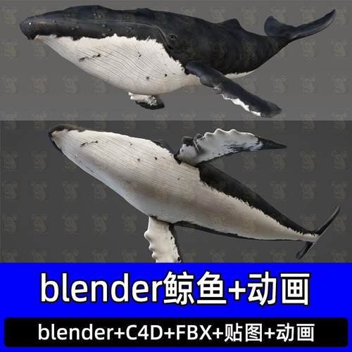 blender写实鲸鱼座头鲸动画模型c4d海洋鱼类绑定游泳动画fbx建模