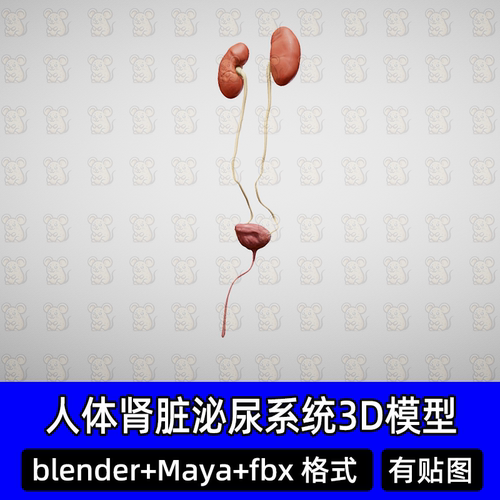 maya blende人体泌尿系统肾脏输尿管膀胱医学解剖3D模型FBX C4D