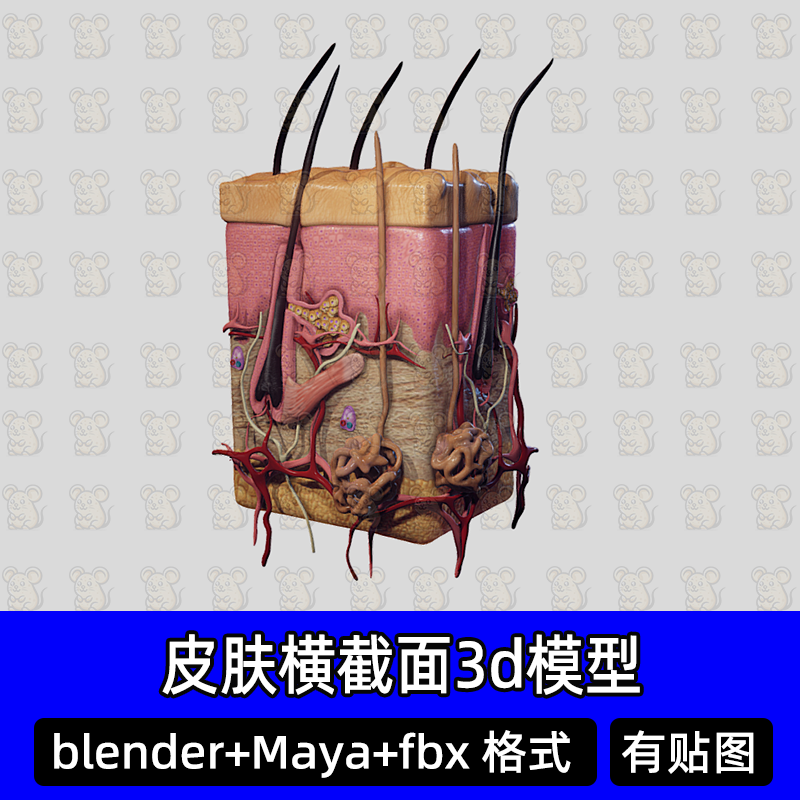 maya blender人体皮肤系统截面解剖皮肤组织结构文件3d模型fbxc4d