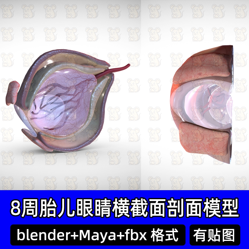 非实物8周胎儿眼睛横截面解剖3D模型blender血管巩膜fbx c4d