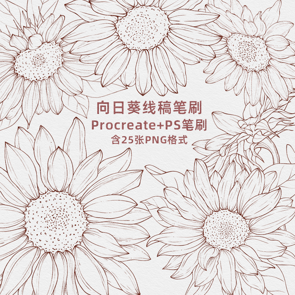 002号原创可商用向日葵线稿Procreate+PS笔刷25支PNG花卉线描素材